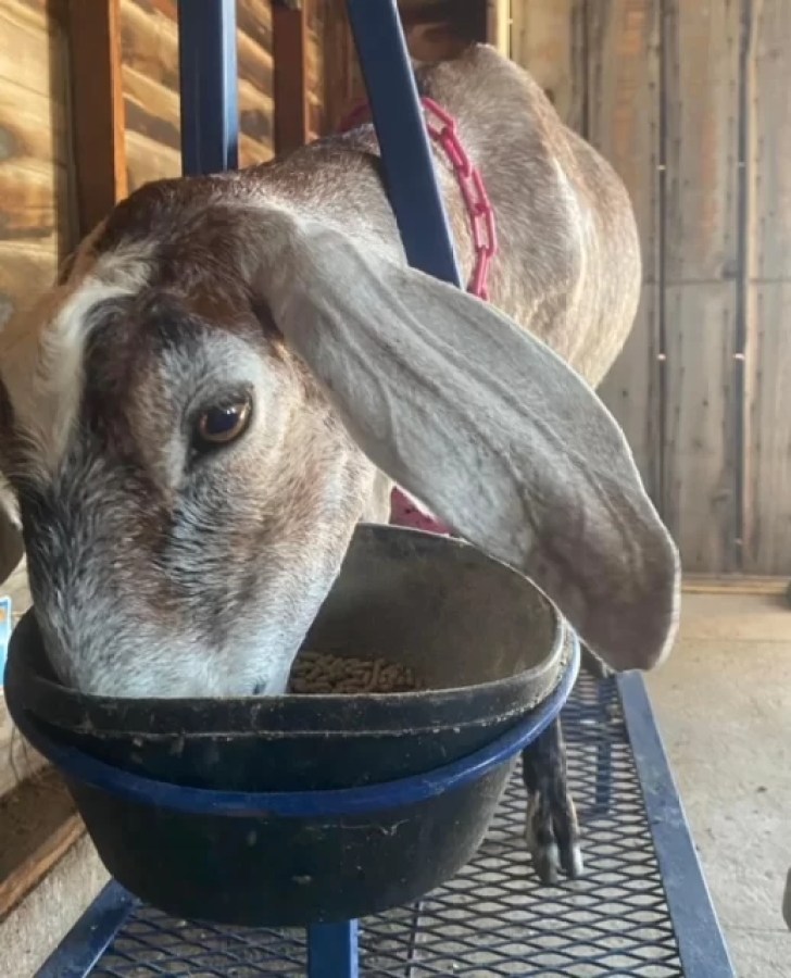 Troubleshooting Off-Flavored Goat Milk Part 2