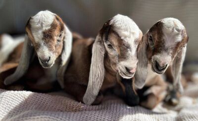 Raising Healthy Goat Kids