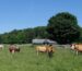 Small But Mighty: Get to Know The Farm at Doe Run